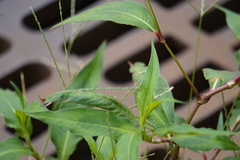 Persicaria extremiorientalis