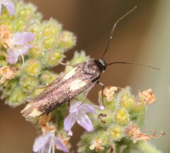 Scythris