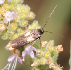 Scythris
