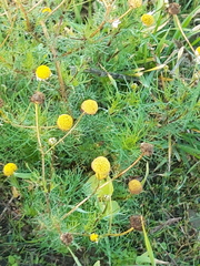 Tripleurospermum maritimum