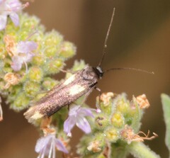 Scythris