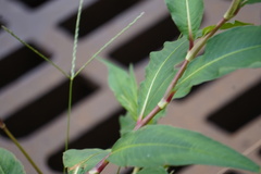 Persicaria extremiorientalis
