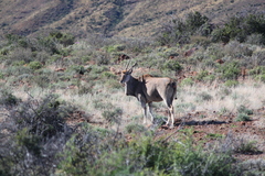 Tragelaphus oryx oryx