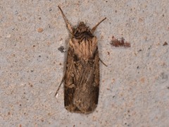 Feltia subterranea
