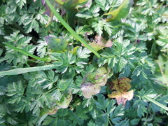 Anthriscus sylvestris