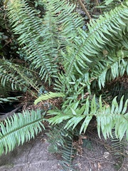 Polystichum munitum