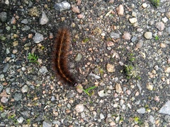 Spilosoma lubricipeda