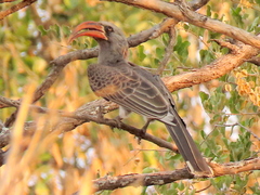 Bradfield's Hornbill photo 3