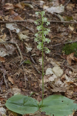 Platanthera macrophylla