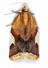 Clepsis persicana