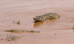 Crocodylus niloticus