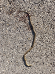 Zamenis scalaris