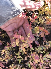 Vaccinium uliginosum