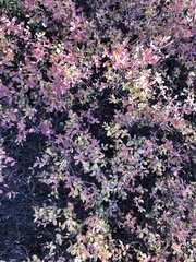 Vaccinium uliginosum