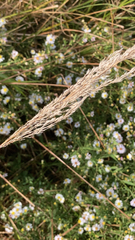 Calamagrostis epigejos