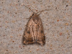 Micrathetis triplex