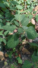 Pachysandra procumbens