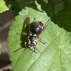 Dolichovespula maculata