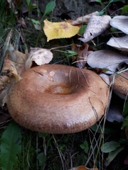 Paxillus ammoniavirescens