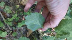 Pachysandra procumbens