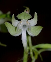 Platanthera macrophylla