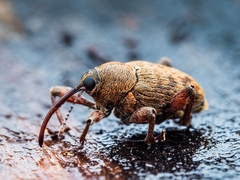 Curculio glandium