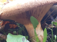 Paxillus ammoniavirescens