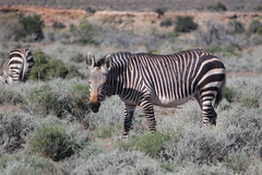 Equus zebra zebra