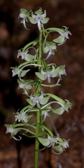 Platanthera macrophylla