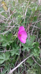 Modiolastrum gilliesii