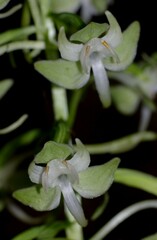 Platanthera macrophylla