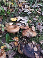 Paxillus ammoniavirescens