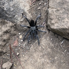 Aphonopelma eutylenum