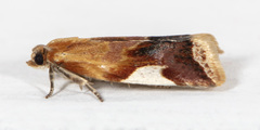 Clepsis persicana