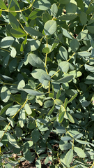 Baptisia sphaerocarpa