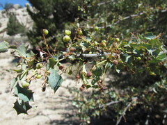 Berberis higginsiae