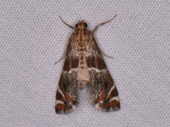 Petrophila jaliscalis