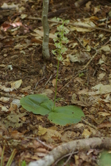 Platanthera macrophylla