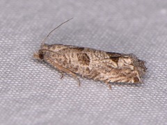 Pelochrista consobrinana