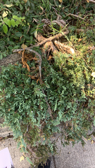 Juniperus horizontalis