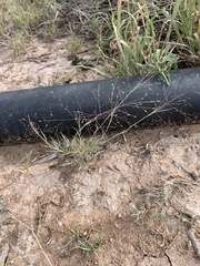Muhlenbergia arenacea