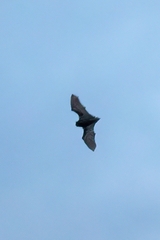 Eptesicus nilssonii