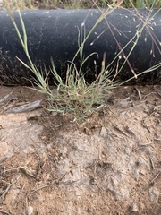 Muhlenbergia arenacea