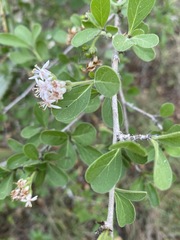 Ehretia rigida