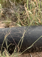Muhlenbergia arenacea