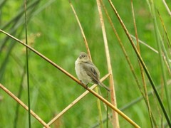 Sporophila caerulescens