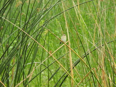 Schoenoplectus californicus