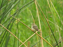 Sporophila caerulescens