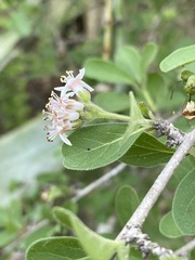 Ehretia rigida