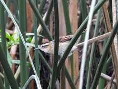 Phleocryptes melanops